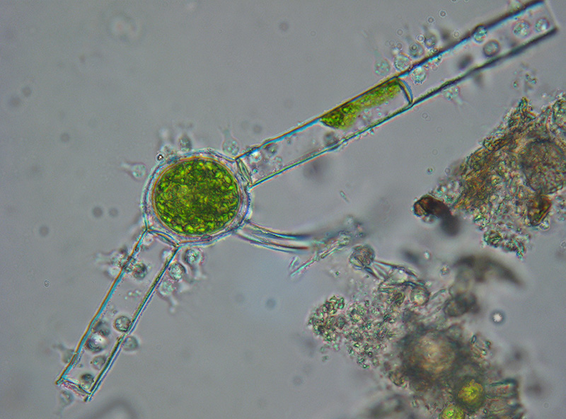 Desmidiacee e non solo...